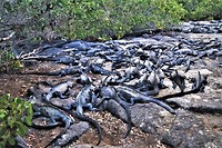 Galapagos deel 2 - 23