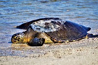 Galapagos deel 2 - 36