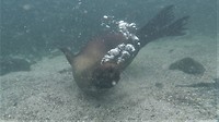 Galapagos deel 2 - 44