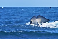 Galapagos deel 2 - 64