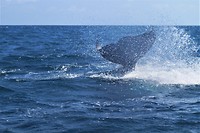 Galapagos deel 2 - 65