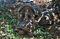 Galapagos deel 2 - 67