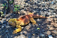 Galapagos deel 2 - 70