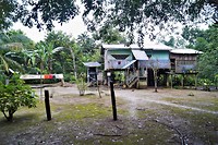 Amazone 7