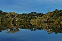 Amazone 33