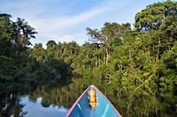 Amazone 41