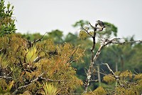 Amazone 49