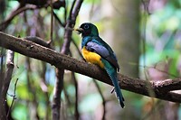 Costa Rica 42