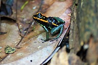 Costa Rica 43
