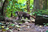 Costa Rica 45