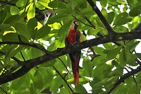 Costa Rica 48