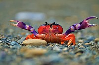 Costa Rica 49