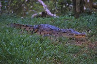 Costa Rica 31