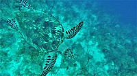 Mexico Belize Guatemala 37