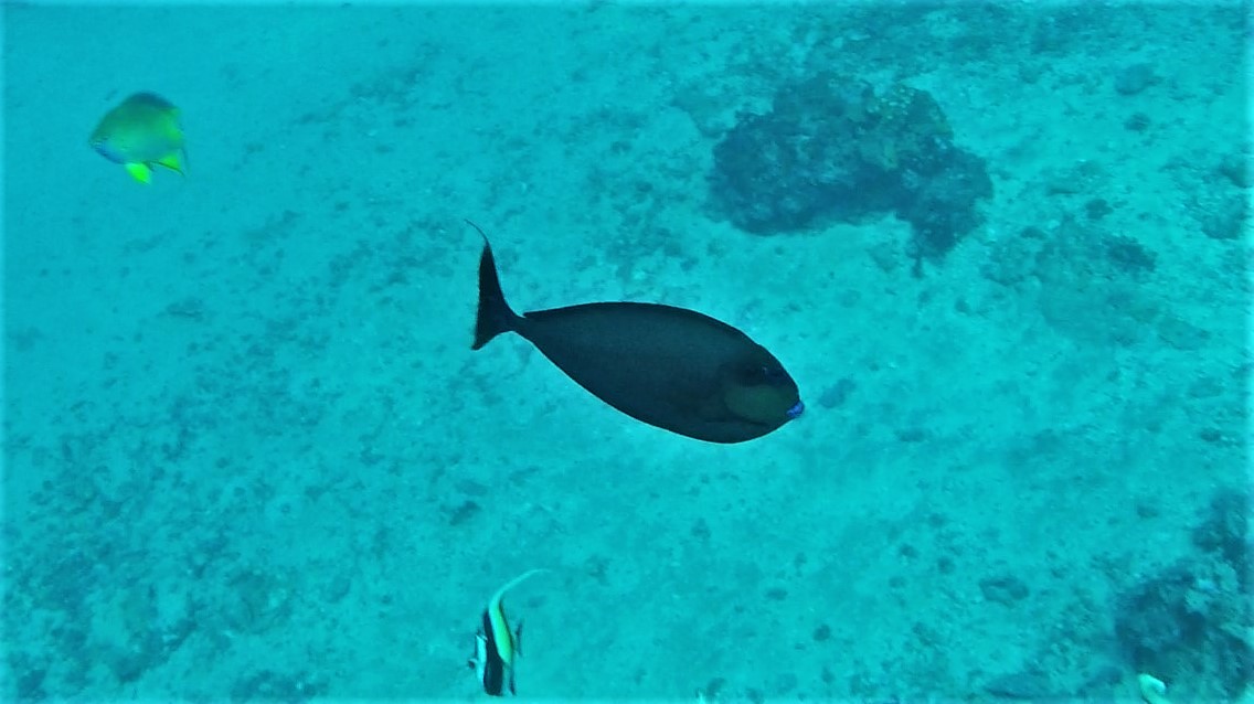 Indonesië Java & Lombok Foto's Travel the Dream