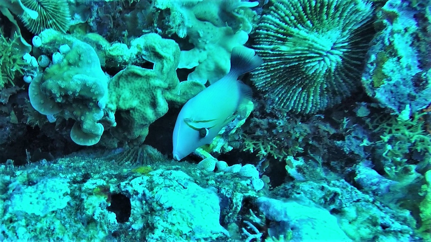 Indonesië Java & Lombok Foto's Travel the Dream