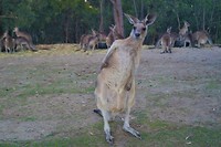 Australië Roadtrip deel I, 57