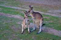 Australië Roadtrip deel I, 58