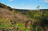 Australië Roadtrip deel 3 Great Ocean Road 12