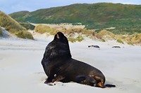 Nieuw-Zeeland, Zuidereiland deel 2, 44