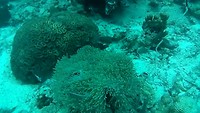 Diving japanese garden 11meters Koh Tao