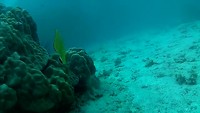 Diving japanese garden 11meters Koh Tao