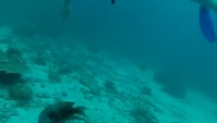 Diving japanese garden 11meters Koh Tao