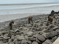 IMG_1006