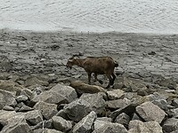 IMG_1007