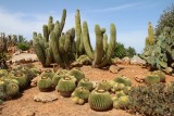 cactus tuin