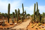 cactussen