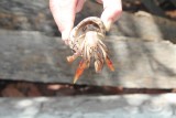 krab
