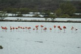 Flamingo's bij Jan Kock