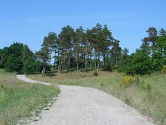 Nordskoven