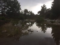 Beekje