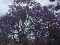 Blauwe boom