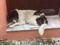 Hond in rhodos stad