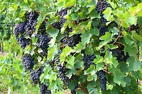 IMG_0380
