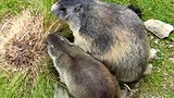 Murmeldieren