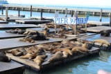 Zeeleeuwen op Pier 39