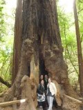 Muir Woods