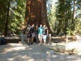 Yosemite park, mariposa grove met Sequoia bomen