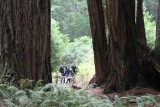 Muir Woods