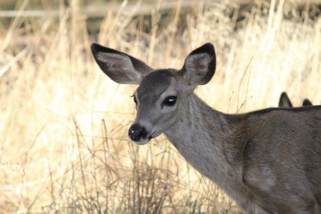 Hert in Yosemite park