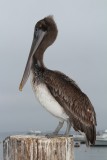 pelikaan