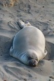 lekker uitdijen op t strand