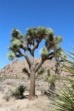 Joshua tree