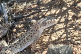 Iguana