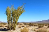 Joshua tree Park, grote cactus