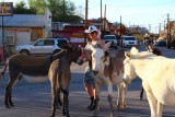 Ezels in oatman